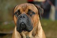 Papermoon Fotobehang Bullmastiff-portret fluwelig, vliesbehang, eersteklas digitale print