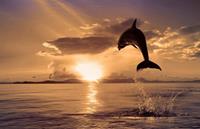 Papermoon Fotobehang Springende dolfijn Vliesbehang, eersteklas digitale print