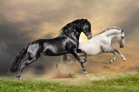 Papermoon Fototapete »Black and White Horses«, glatt