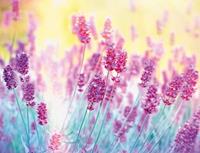 Papermoon Fotobehang Lavender flower
