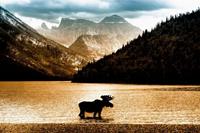 Papermoon Fotobehang Mos in Waterton Lake