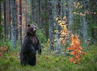 Papermoon Fototapete »Brown Bear in Autumn Forest«, glatt