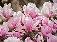 Papermoon Fotobehang Magnolia Flowers