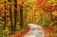 Papermoon Fototapete »Pathway in Colorful Autumn Forest«, glatt