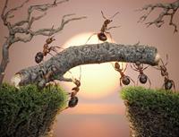 Papermoon Fotobehang Ants teamwork