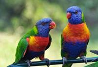 Papermoon Fototapete »Rainbow Lorikeets Birds«, glatt