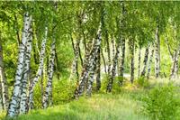 Papermoon Fototapete »Birch Tree Forest«, glatt