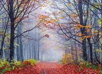 Papermoon Fototapete »Foggy Autumn Forest Road«, glatt