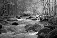 Papermoon Fototapete »Fluss im Wald Schwarz & Weiß«, samtig, Vliestapete, hochwertiger Digitaldruck, inklusive Kleister