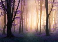 Papermoon Fototapete »Mystic Fogga Forest«, glatt