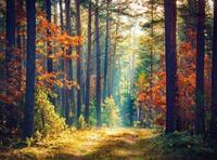 Papermoon Fototapete »Autumn Forest Sun Rays«, glatt