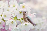 Papermoon Fototapete »Cherra Blossoms«, glatt