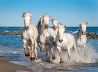 Papermoon Fototapete »Camargue Horses«, glatt