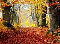 Papermoon Fototapete »Autumn Forest Path«, glatt