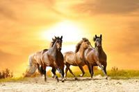 Papermoon Fototapete »Horses Run in Sunset«, glatt