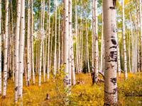 Papermoon Fotobehang Birches in Colorado Rocky Mountains