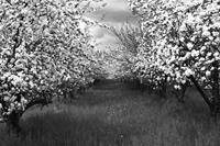 Papermoon Fototapete »Baumplantage Schwarz & Weiß«, samtig, Vliestapete, hochwertiger Digitaldruck, inklusive Kleister