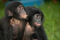 Papermoon Fototapete »Baby Bonobos«, samtig, Vliestapete, hochwertiger Digitaldruck, inklusive Kleister