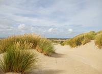 Papermoon Fotobehang Dunes Grass