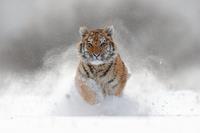 Papermoon Fotobehang Siberian tijger