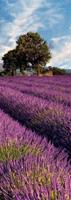 Living walls Fototapete »Lavendelfeld in der Provence«, glatt, (1 St), FSCÂ