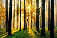 Papermoon Fototapete »Sunny Forest«, matt, (5 St), Vlies, 5 Bahnen, 250 x 180 cm