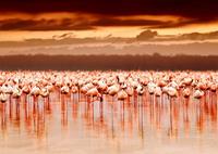 Papermoon Fotobehang African flamingo's
