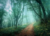 Papermoon Fototapete »Misty Forest in Fog«, glatt