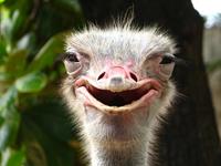 Papermoon Fotobehang Glimlachende struisvogel fluwelig, vliesbehang, eersteklas digitale print