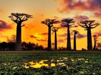 Papermoon Fotobehang Baobabs Trees African Sunset