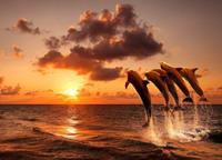 Papermoon Fotobehang Sunset Jumping Dolphins