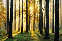 Papermoon Fototapete »Sunny Forest«, glatt