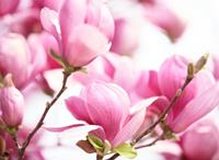 Papermoon Fotobehang Pink magnolia