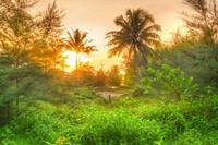 Papermoon Fotobehang Amazing Jungle Sunrise