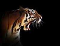 Papermoon Fototapete »Brüllender Tiger«, samtig, Vliestapete, hochwertiger Digitaldruck