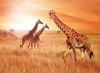 Papermoon Fototapete »African Giraffes«, glatt