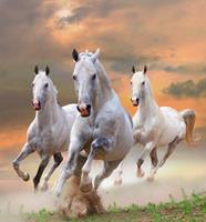 Papermoon Fotobehang White Stallions in Dust