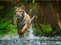 Papermoon Fototapete »Siberian Amur Tiger«, glatt