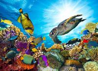 Papermoon Fototapete »Coral Reef Fiji«, glatt
