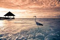 Papermoon Fotobehang Flamingo tropical beach fluwelig, vliesbehang, eersteklas digitale print