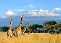 Papermoon Fotobehang Giraffes at Kilimanjaro