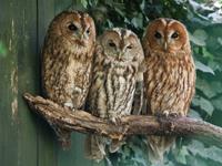 Papermoon Fotobehang Tawny Owls