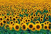 Papermoon Fototapete »Field of Sunflowers«, glatt