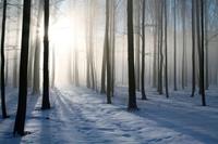 Papermoon Fotobehang Misty winter forest
