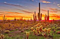 Papermoon Fotobehang Saguaros Sunset Phoenix