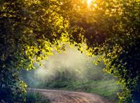 Papermoon Fototapete »Misty Forest in Spring«, glatt