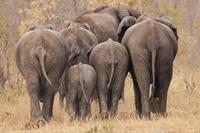 Papermoon Fototapete »Elefanten gehen weg«, samtig, Vliestapete, hochwertiger Digitaldruck, inklusive Kleister