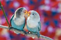 Papermoon Fototapete »Love Birds«, glatt