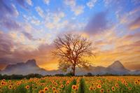 Papermoon Fototapete »Sonnenblumenlandschaft«, samtig, Vliestapete, hochwertiger Digitaldruck