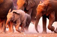 Papermoon Fototapete »Elephant Herd«, glatt